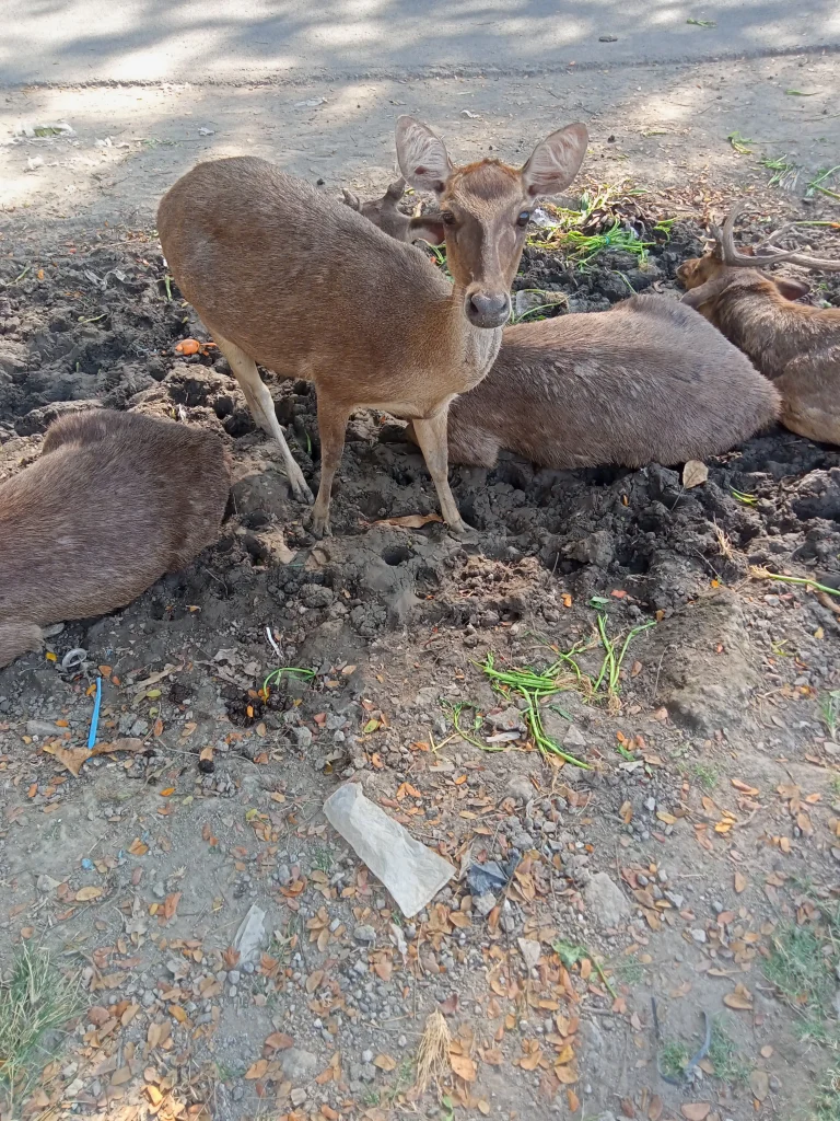 rusa rusa di taman sriwedari solo